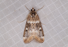 Loxostege kearfottalis