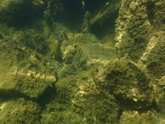 Ptychocheilus grandis