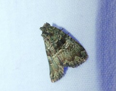 Euprora crypsichlora