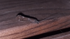 Athripsodes cinereus