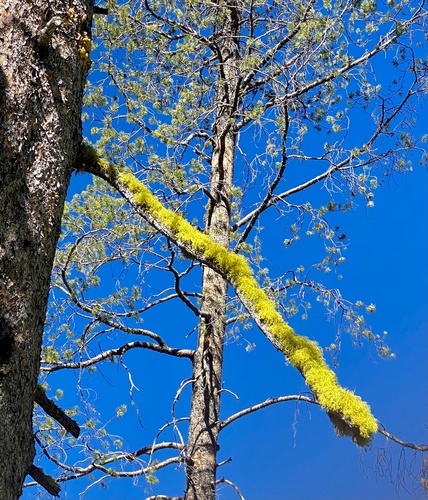 iNaturalist observation photo of Wolf Lichens