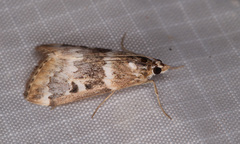 Loxostege kearfottalis