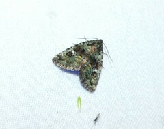 Euprora crypsichlora