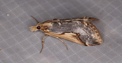 Loxostege albiceralis