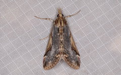 Loxostege albiceralis
