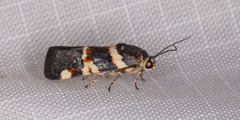 Spragueia funeralis