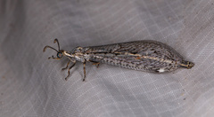 Scotoleon longipalpis