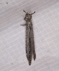 Scotoleon longipalpis