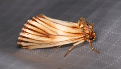 Eulithosia discistriga