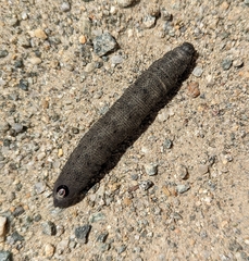 Proserpinus flavofasciata