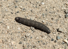 Proserpinus flavofasciata