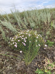 Dianthus ramosissimus