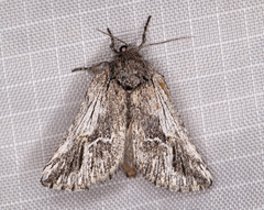 Ursia noctuiformis