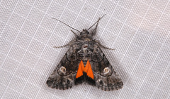 Copanarta aurea