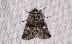 Copanarta aurea