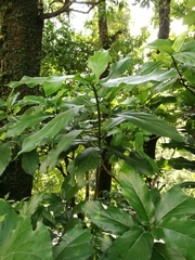 Ficus hispida
