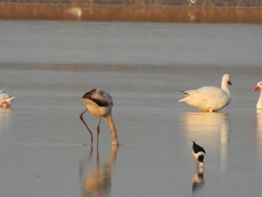 Phoenicopterus chilensis