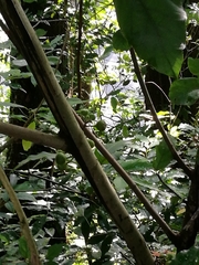 Ficus hispida
