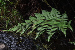 Diplazium dilatatum