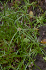 Cyperus aromaticus