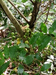 Ficus hispida