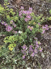 Thymus kirgisorum