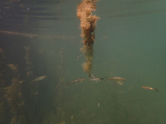 Ptychocheilus grandis
