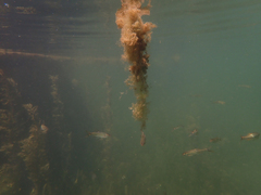 Ptychocheilus grandis