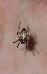 Alpaida alticeps
