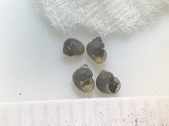 Pyrgulopsis landyei