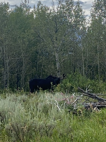 Shiras Moose photographed in Wyoming
