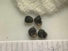 Pyrgulopsis landyei