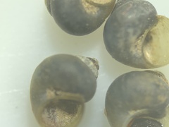 Pyrgulopsis landyei