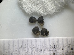 Pyrgulopsis landyei