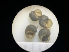Pyrgulopsis landyei