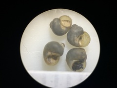 Pyrgulopsis landyei