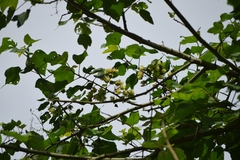 Robinsonella lindeniana