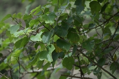 Robinsonella lindeniana