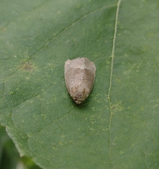 Ogdoconta