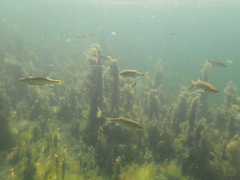 Ptychocheilus grandis