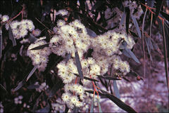 Eucalyptus amygdalina