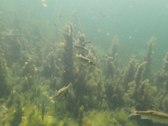 Ptychocheilus grandis