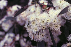 Eucalyptus amygdalina