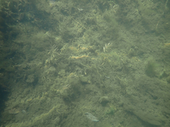 Potamogeton crispus