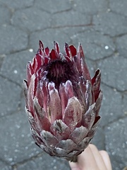 Protea