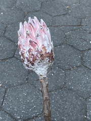 Protea