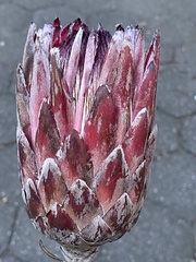 Protea