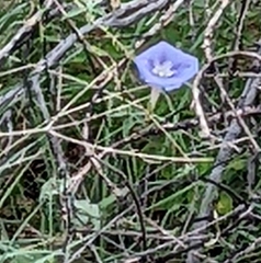 Ipomoea lindheimeri