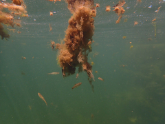 Ptychocheilus grandis