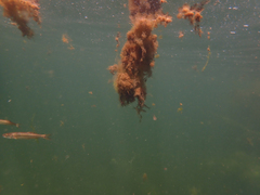 Ptychocheilus grandis